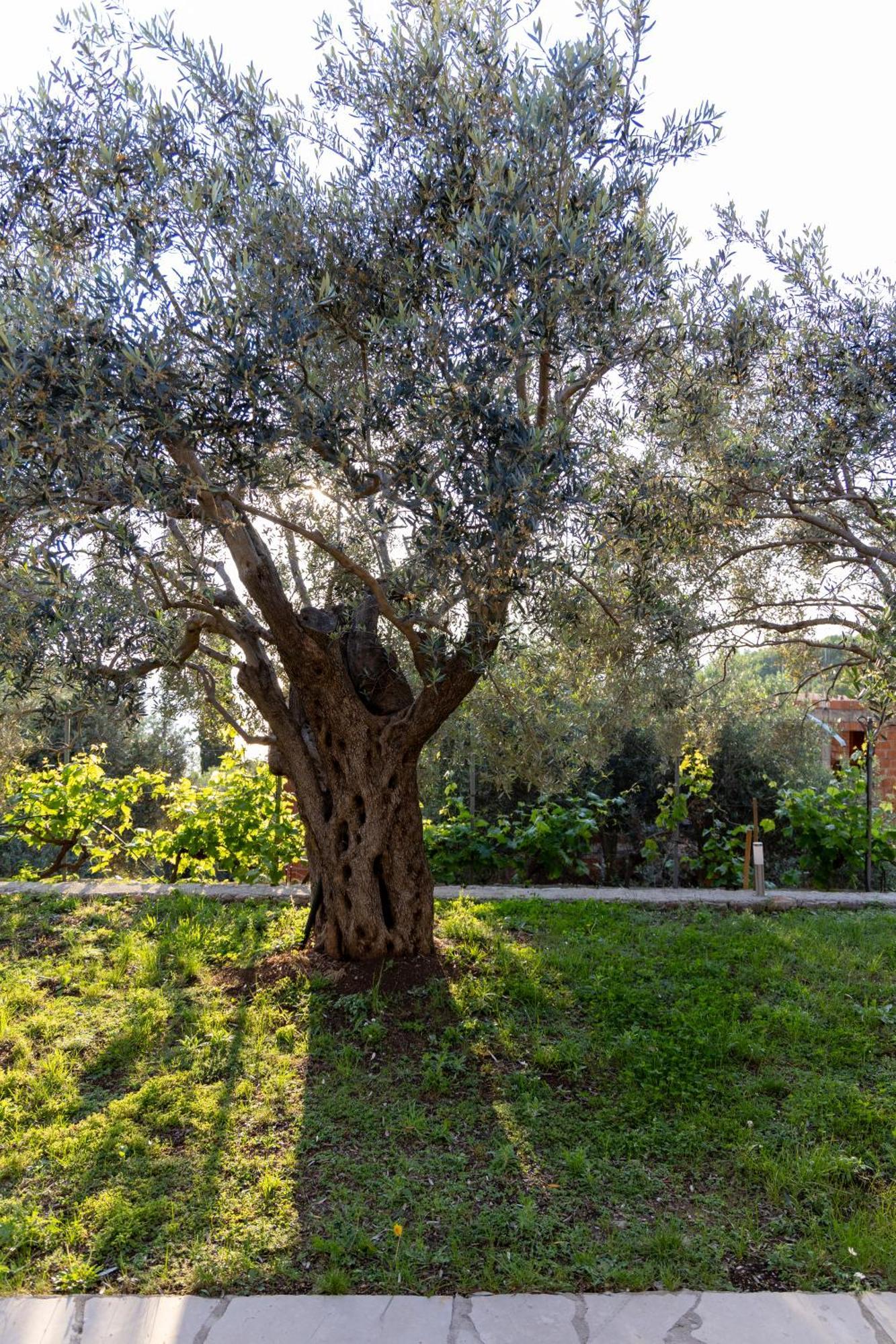 Residence Vukovic, ريزيفيتشي المظهر الخارجي الصورة
